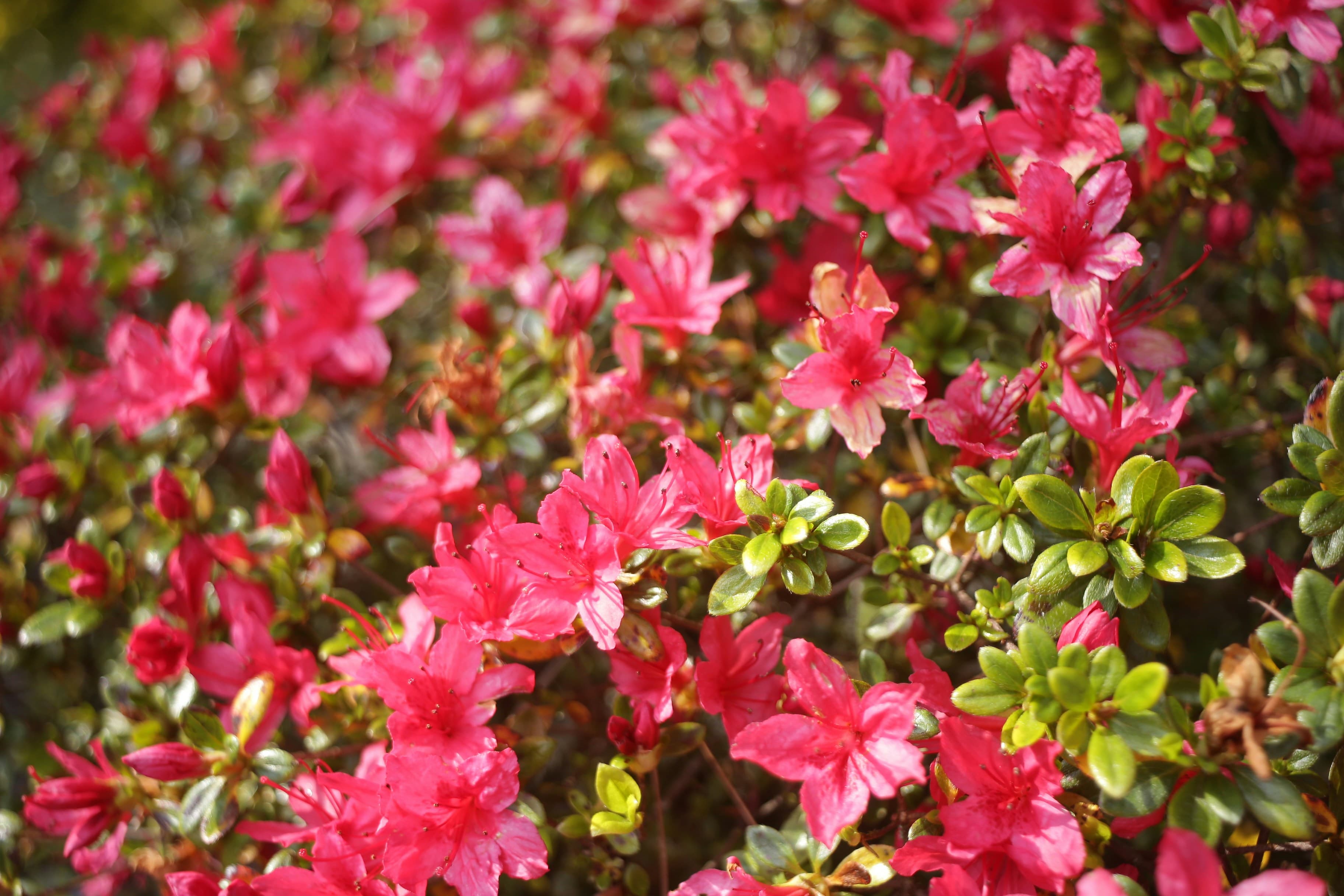 2026 황매산 철쭉축제 행사일정 총정리