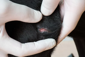 피부병있는 강아지 사진/출처:어도비스톡