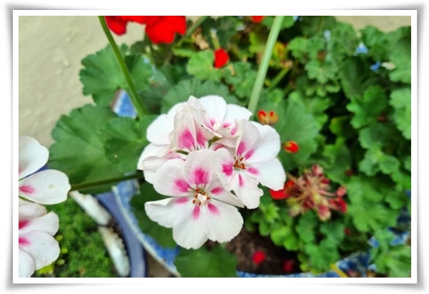 "제라늄 키우기" 365일 꽃을 피우며 향기와 아름다움과 공기 정화까지!