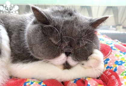 잠자는 이국적인 짧은 머리.