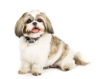 시츄/출처:어도비스톡