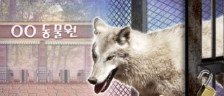 대전 늑대 동물원 오월드 탈출 퓨마 포획 상황