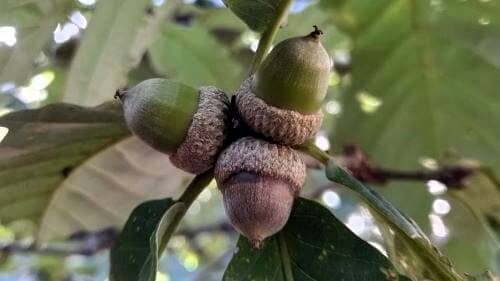 도토리나무-종류-구별방법-도토리-열매-수확시기-줍기-줍는시기-채취시기-떨어지는시기-개화시기