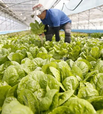 양상추 재배 결구 키우기 파종 시기 물주기 요령_7