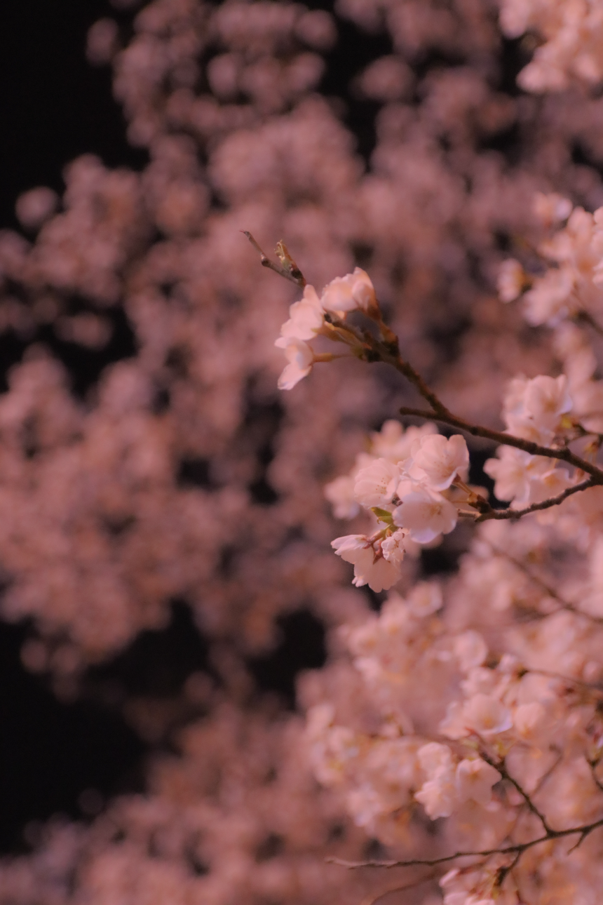 벚꽃 지는 시기 총정리: 지역별 벚꽃 엔딩 일정과 마지막 즐기는 꿀팁!