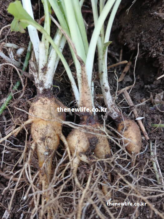 고들빼기 효능 뿌리 실사진