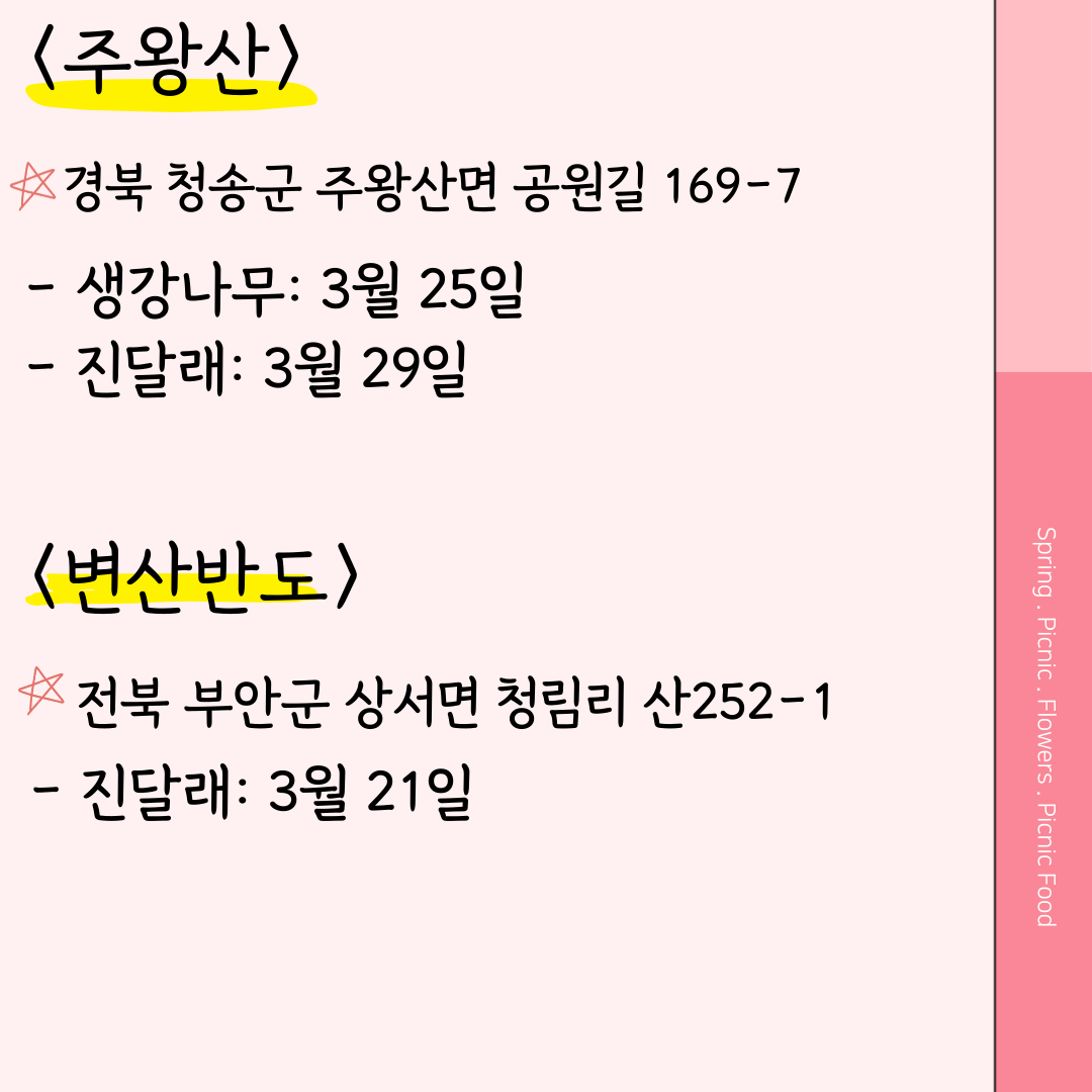 주왕산 벚꽃 개화시기 변산반도 벚꽃