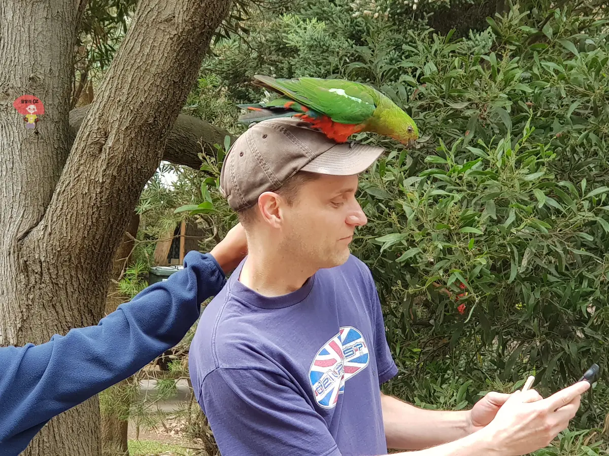 호주-멜버른-그레이트-오션-로드의-케넷-리버-모자를-쓴-남성의-머리-위에-앉은-초록색-앵무새-한마리-주변은-나무와-숲으로-둘러-쌓인-사진