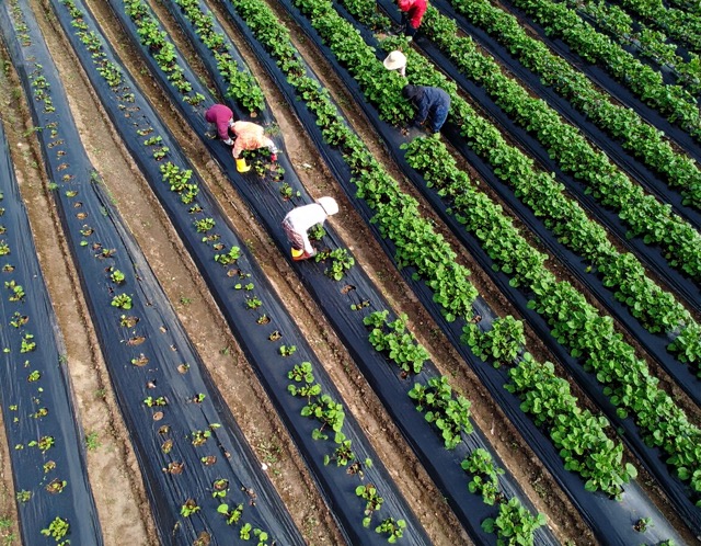 흙으로 두둑 만들기