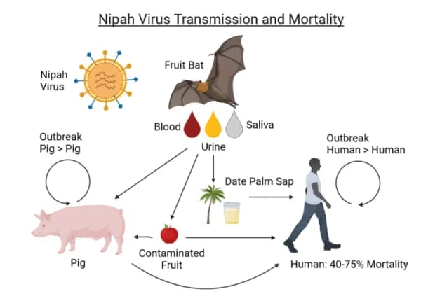 Nipah Virus Transmission &amp; Mortality