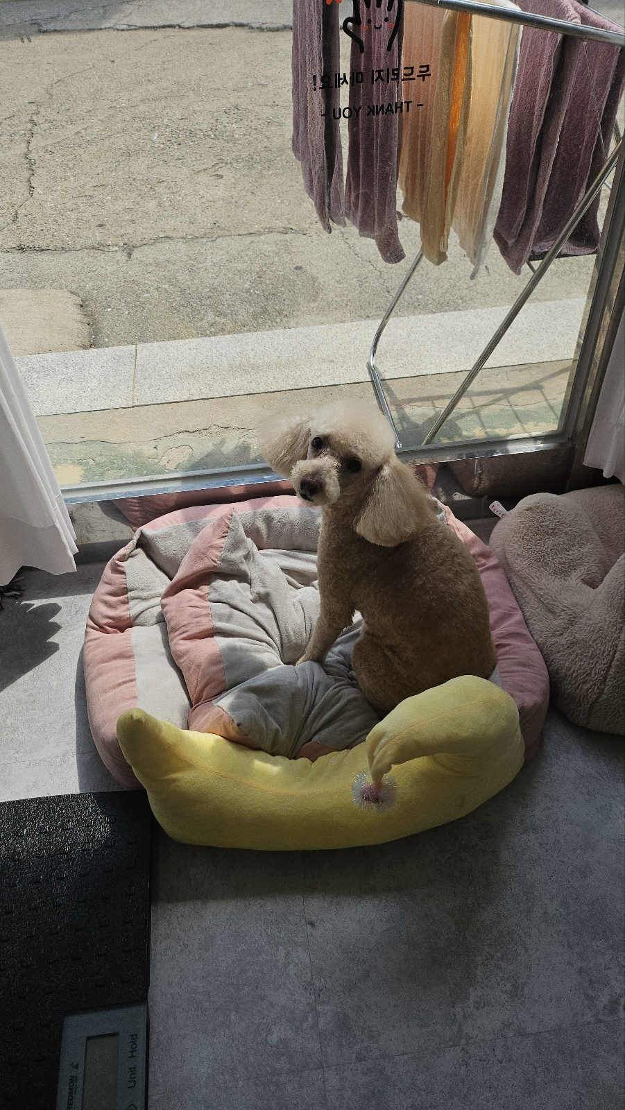 경기 광주 양벌동 애견미용, 강아지 미용, 덕자네 미용실