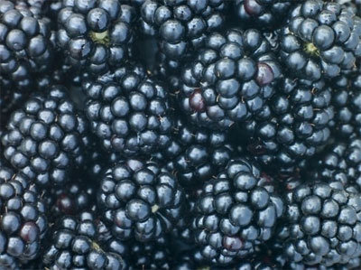 복분자 산딸기 차이, 복분자와 산딸기 구분