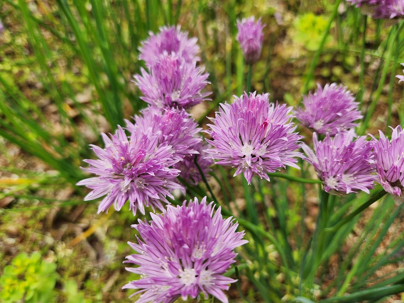 차이브 (골파) chive