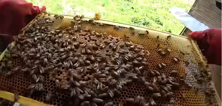 약한 벌통 셋이 하나로! 소주 한 잔으로 끝내는 8매상 합봉법