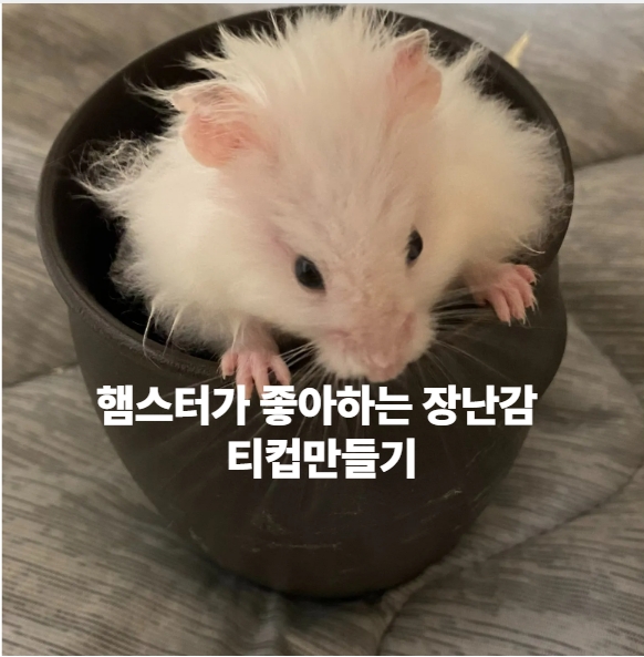 햄스터가 좋아하는 장난감 티컵 만들기