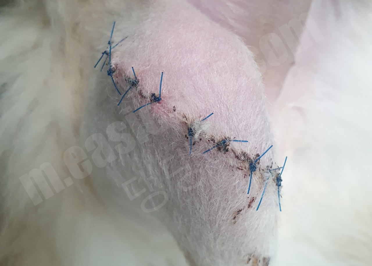 슬개골 탈구 소독 부위