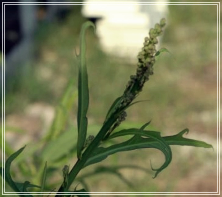 왕고들빼기를 활용한 건강법: 그것의 효능을 알고 싶다면 이 글을 읽어보세요