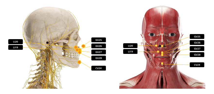얼굴 주변 혈자리 정리