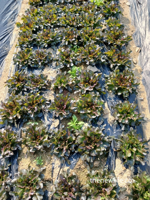 Rows of dark red lettuce with narrow, glossy leaves growing in a neat organic field under bright sunlight-햇빛 아래 광택이 도는 좁고 진한 적색의 적상추 &ndash; 유기농 밭에서 가지런히 자라고 있는 모습