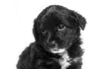 강아지 꿈 해몽