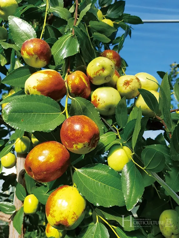 대추 재배 개화기 관리 봉지 씌우기 열매 터짐 예방_6