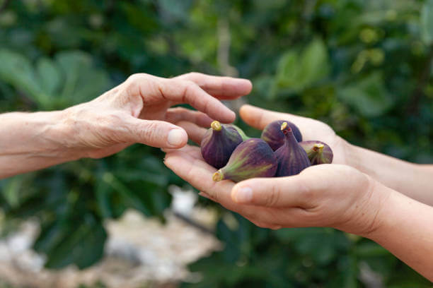 손으로 무화과를 집는 모습