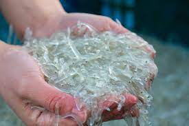 제18회 장고항 실치마을 수산물 홍보행사 기본정보와 프로그램 정리 김의영 이진관 하이런 등 출연