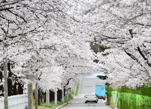 안성 벚꽃