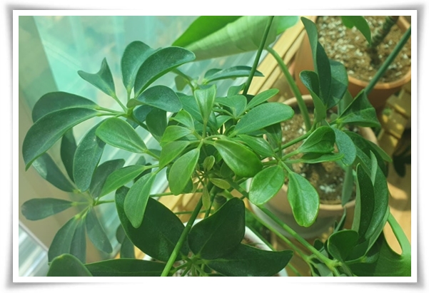 &quot;홍콩야자 키우기&quot; 실내 정원 가꾸기에 매력적인 식물!