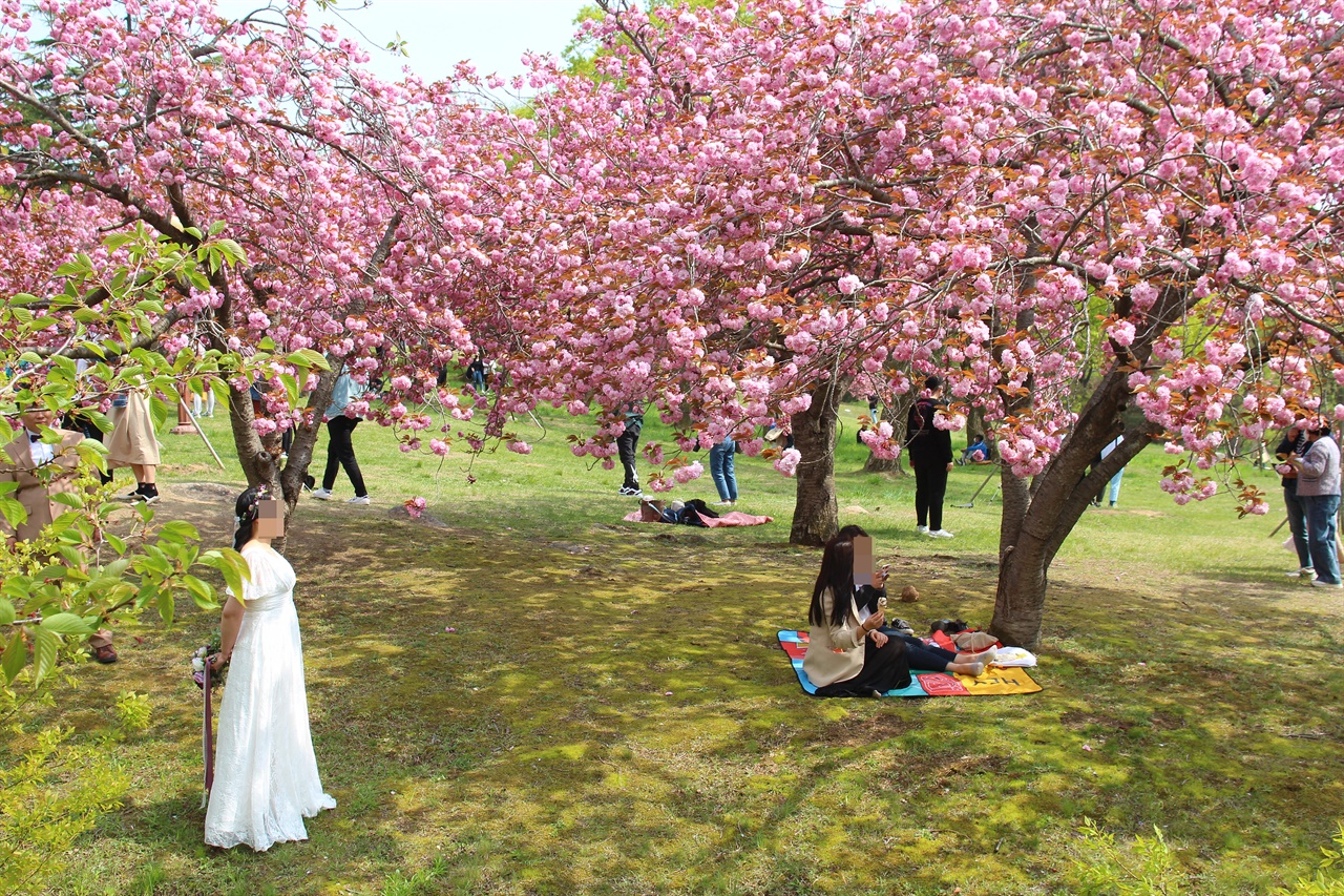경주 벚꽃축제 벚꽃명소 벚꽃마라톤 대회