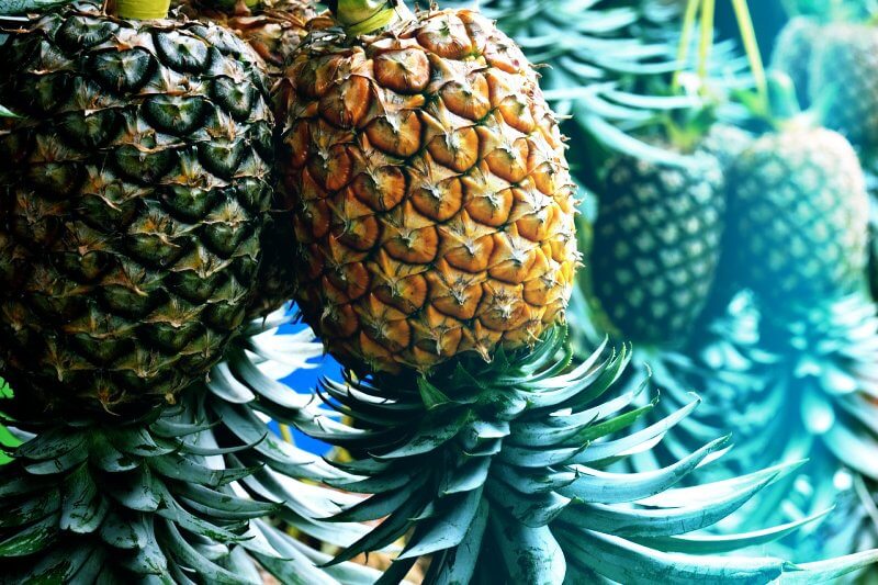 손질되지-않은-파인애플-여러송이