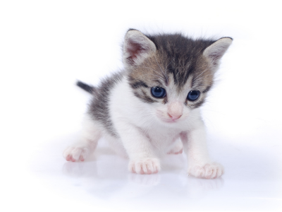 고양이가 집에 들어오는 꿈 해몽 해석 행운일까?