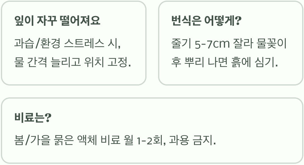 벽 타는 콩란, 제주애기모람 키우기 A to Z