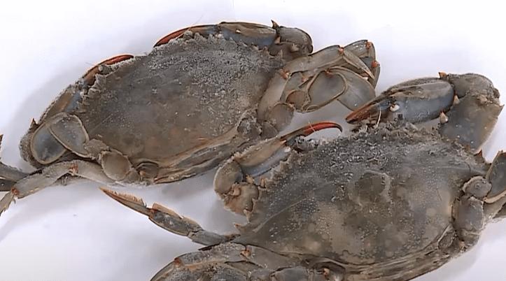 이탈리아 푸른 꽃게