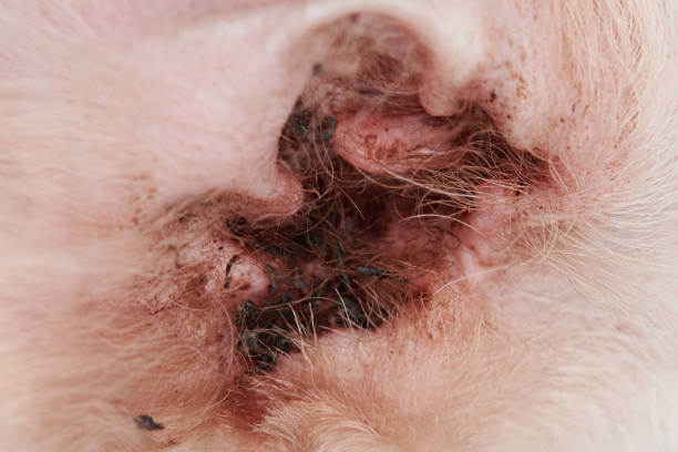 강아지 귀청소 하는법, 주기 알아보기