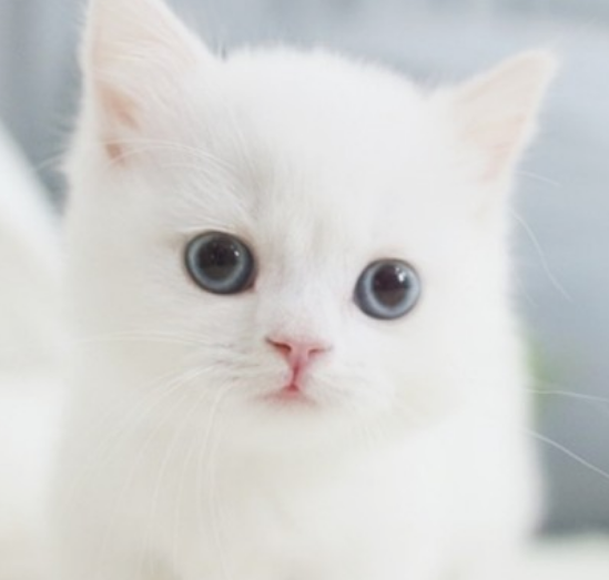 고양이 꿈해몽