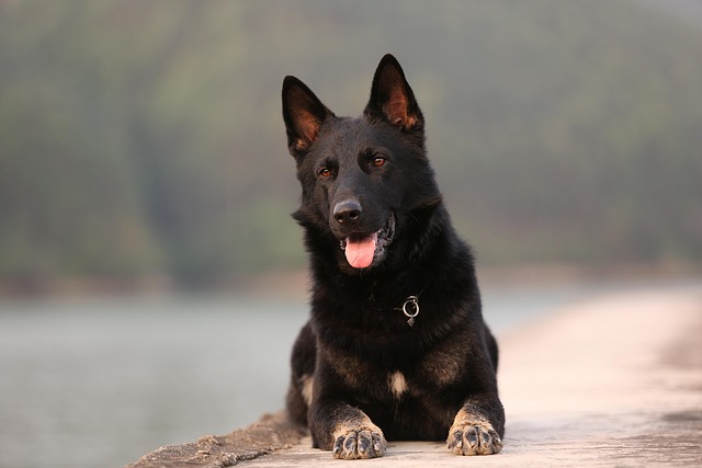 벨지안 쉐퍼드 (Belgian Shepherd)의 품종과 특징, 관리방법 총정리