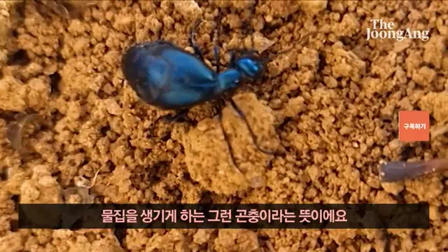 남가뢰-독