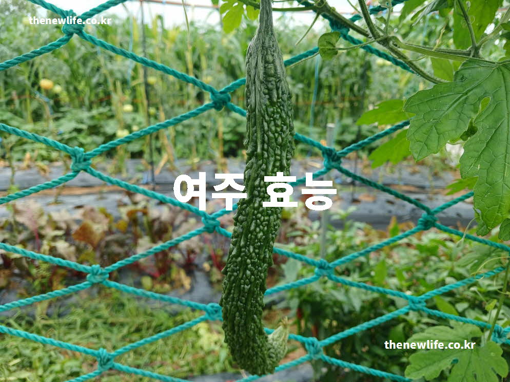 여주 효능