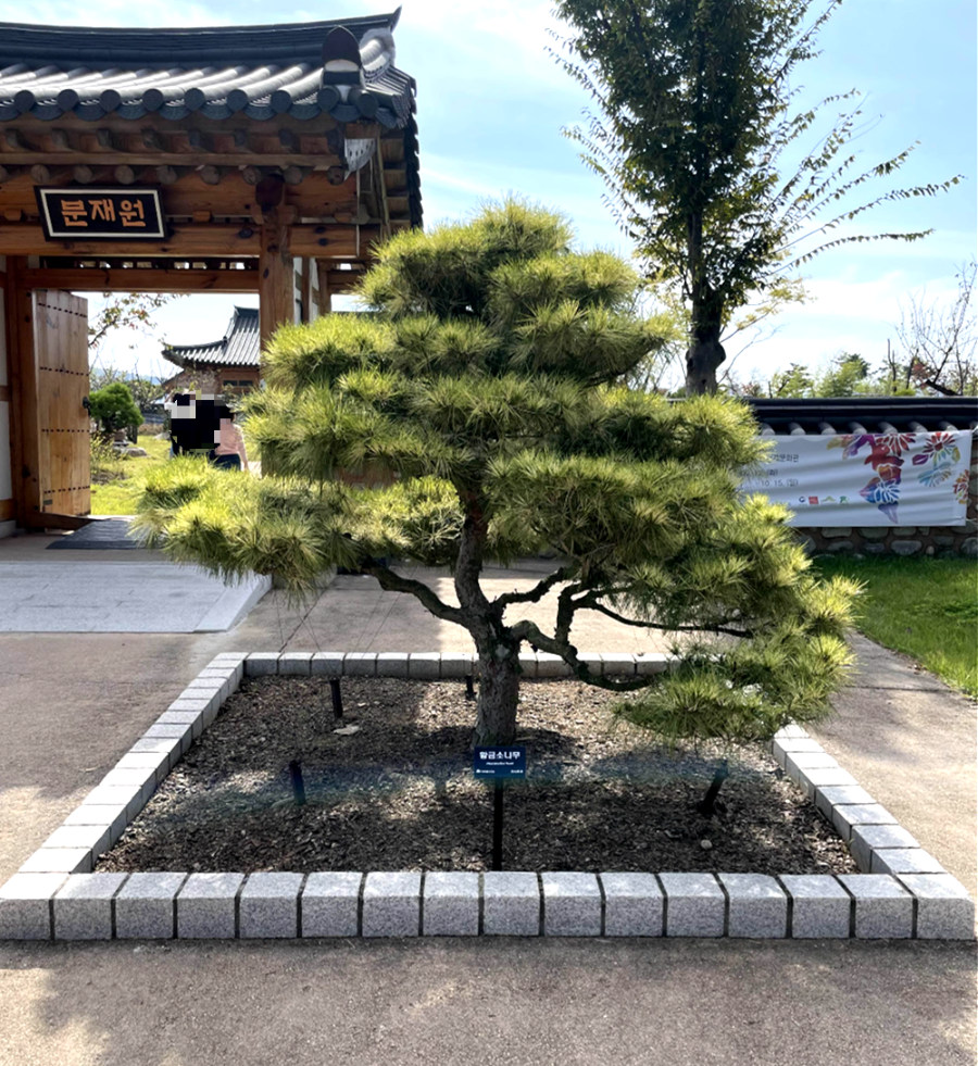 국립 세종수목원 분재원 여행