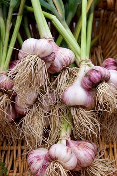 신장에 좋은 음식 만성 신장 통증 증상 질환 환자 좋은음식 나쁜 음식