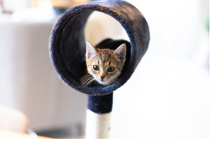 캣타워 안에 들어가있는 아기고양이