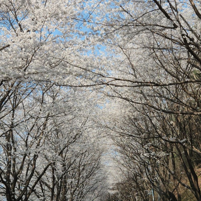 직접 찍은 삼회리 벚꽃터널 모습