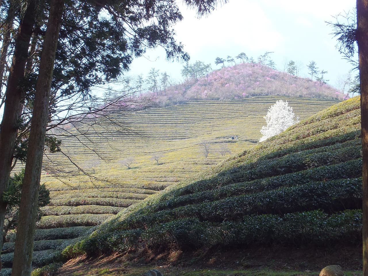 봄꽃과 함께 펼쳐진 광활한 녹차밭