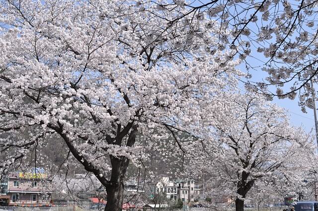 경주 벚꽃 명소