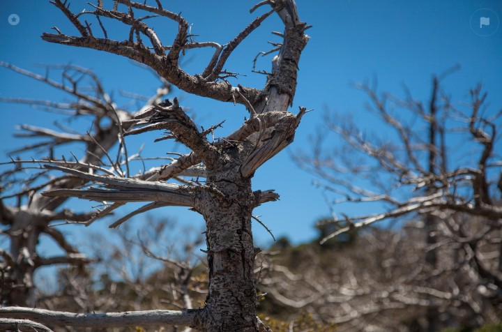 한라산 고목이미지