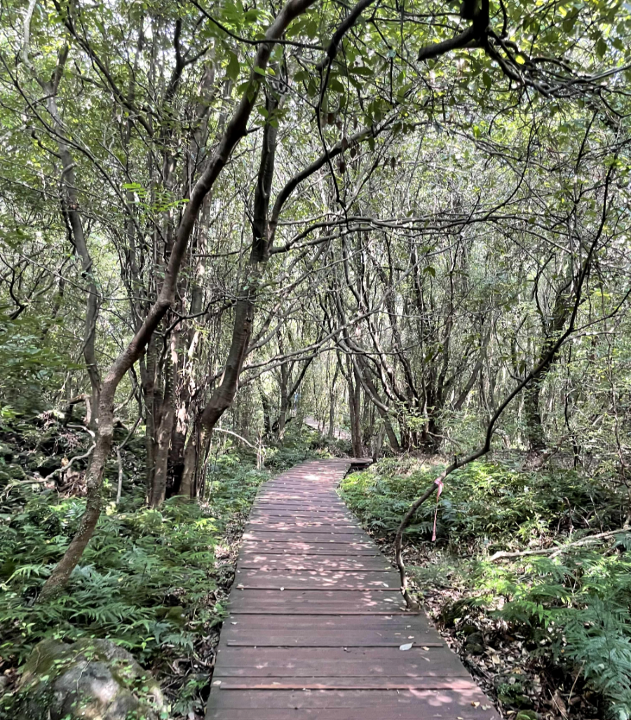 제주 곶자왈 도립공원 산책길