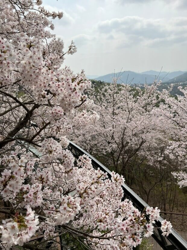 2025 화담숲 벚꽃 예약