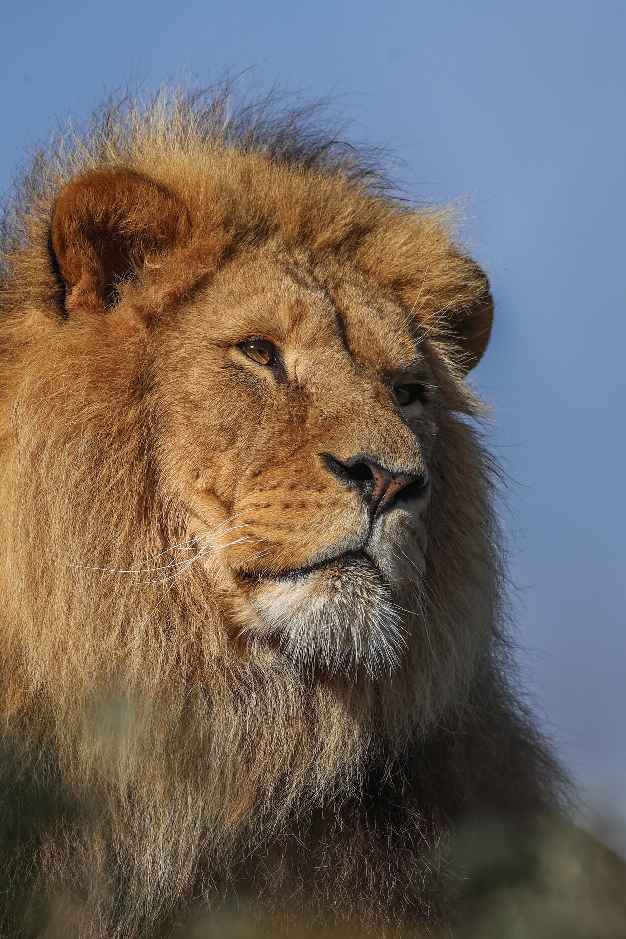 편견과 오해 속에서 자신을 증명해 보이는 영화 치킨 리틀
