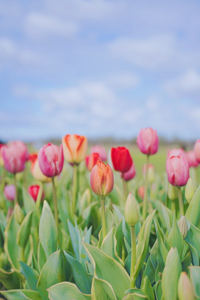 에버랜드 튤립축제